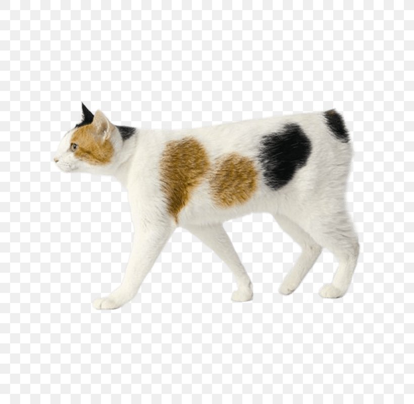 Japanese Bobtail Kurilian Bobtail Ocicat Old English Sheepdog Bombay Cat, PNG, 800x800px, Japanese Bobtail, Aegean Cat, American Bobtail, American Shorthair, Bombay Cat Download Free