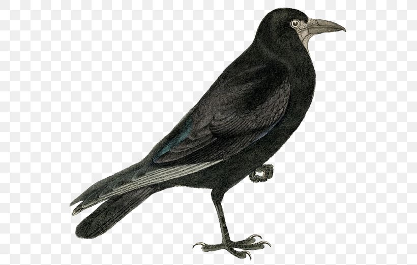 Rook Common Raven Bird Clip Art, PNG, 564x522px, Rook, American Crow, Beak, Bird, Blackbird Download Free