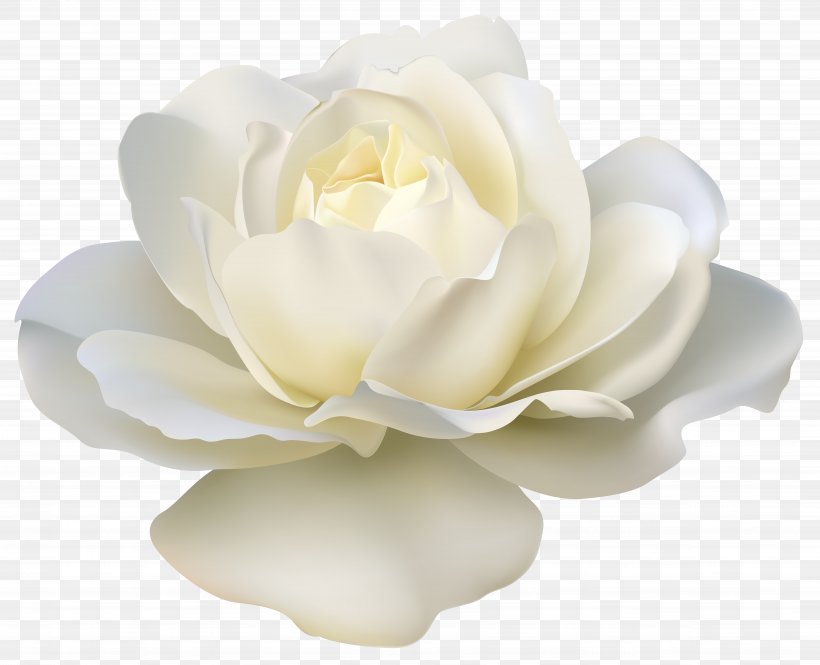 Rose White Clip Art, PNG, 7798x6333px, Rose, Bud, Color, Cut Flowers, Drawing Download Free