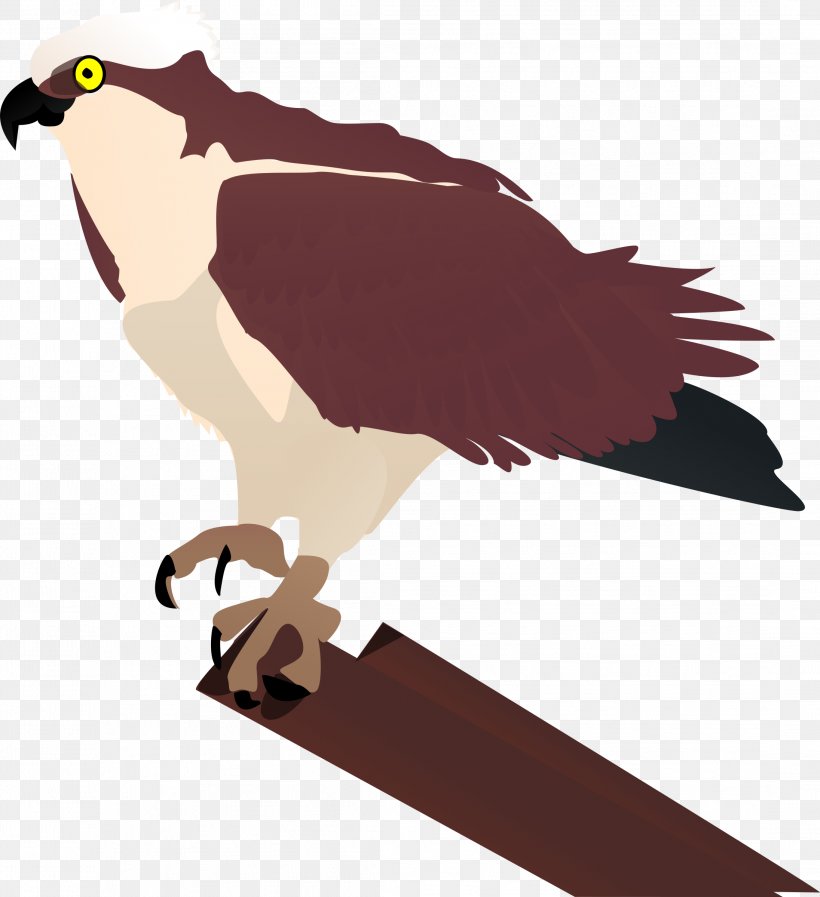 seahawk bird clipart cute