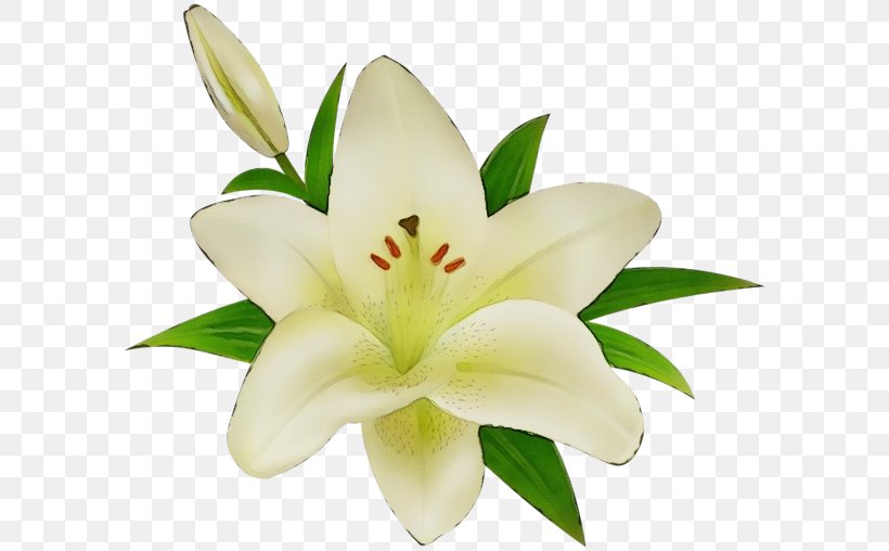 White Lily Flower, PNG, 600x508px, Watercolor, Cut Flowers, Daylily, Flower, Lily Download Free