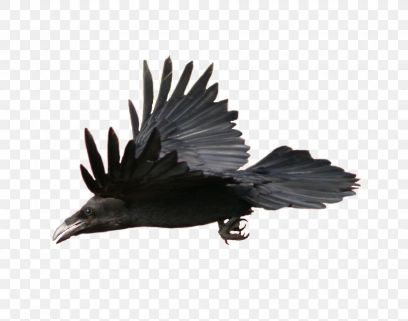 American Crow DeviantArt Stable Digital Art, PNG, 1875x1474px, 2017, American Crow, Art, Beak, Bird Download Free
