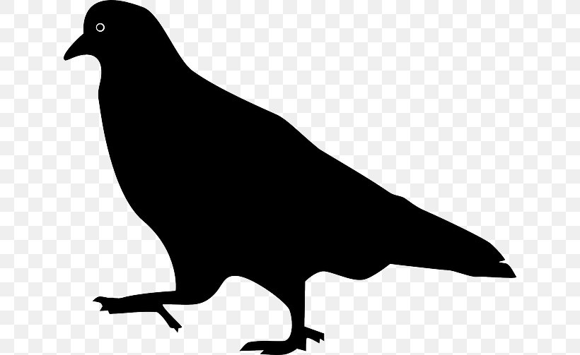 Domestic Pigeon Columbidae Bird Squab, PNG, 640x503px, Domestic Pigeon, Beak, Bird, Bird Flight, Black And White Download Free