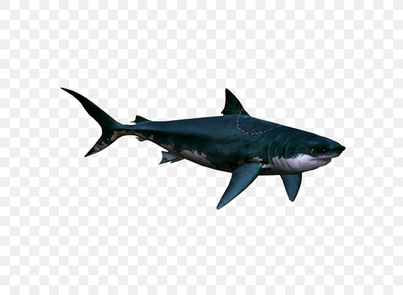 Great White Shark Cretoxyrhina Mantelli Requiem Shark Tiger Shark Lamnidae, PNG, 600x600px, Great White Shark, Animal, Carcharhiniformes, Cartilaginous Fish, Chondrichthyes Download Free