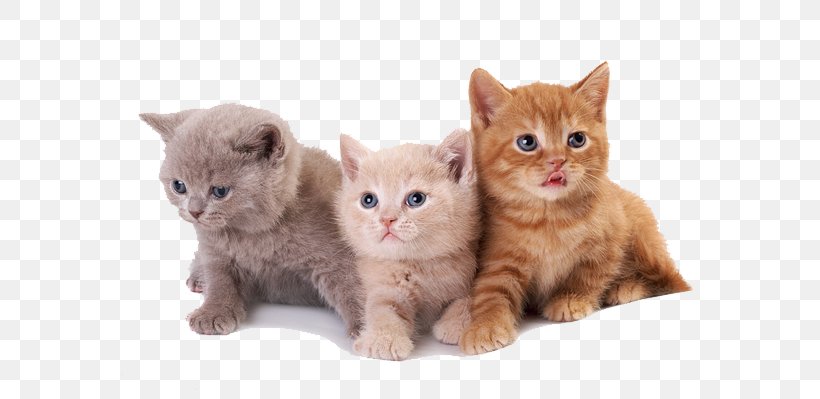 Kitten British Shorthair British Semi-longhair Australian Mist European Shorthair, PNG, 600x399px, Kitten, American Shorthair, American Wirehair, Animal, Asian Download Free