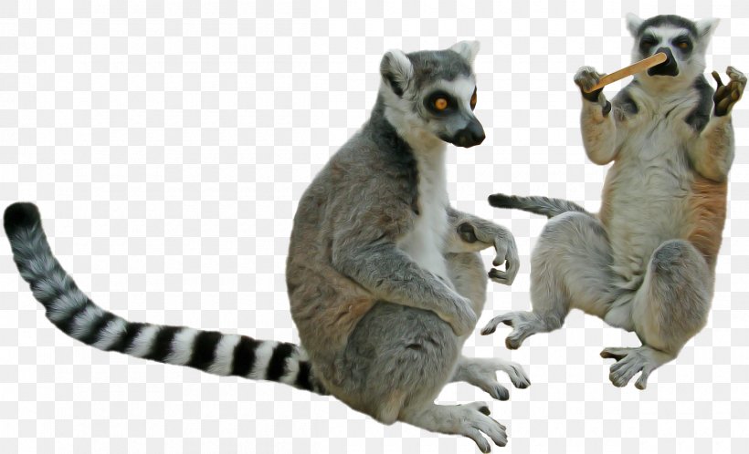 Lemur Animal Figure Meerkat Tail Wildlife, PNG, 2400x1459px, Lemur, Animal Figure, Figurine, Meerkat, Tail Download Free