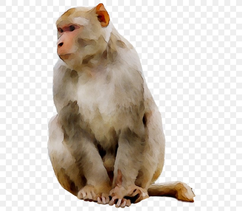 Ape Old World Monkeys Baboons, PNG, 519x715px, Ape, Animal, Animal Figure, Baboons, Gorilla Download Free