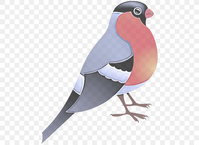 Bird Beak Rock Dove Pigeons And Doves, PNG, 498x600px, Bird, Beak, Pigeons And Doves, Rock Dove Download Free