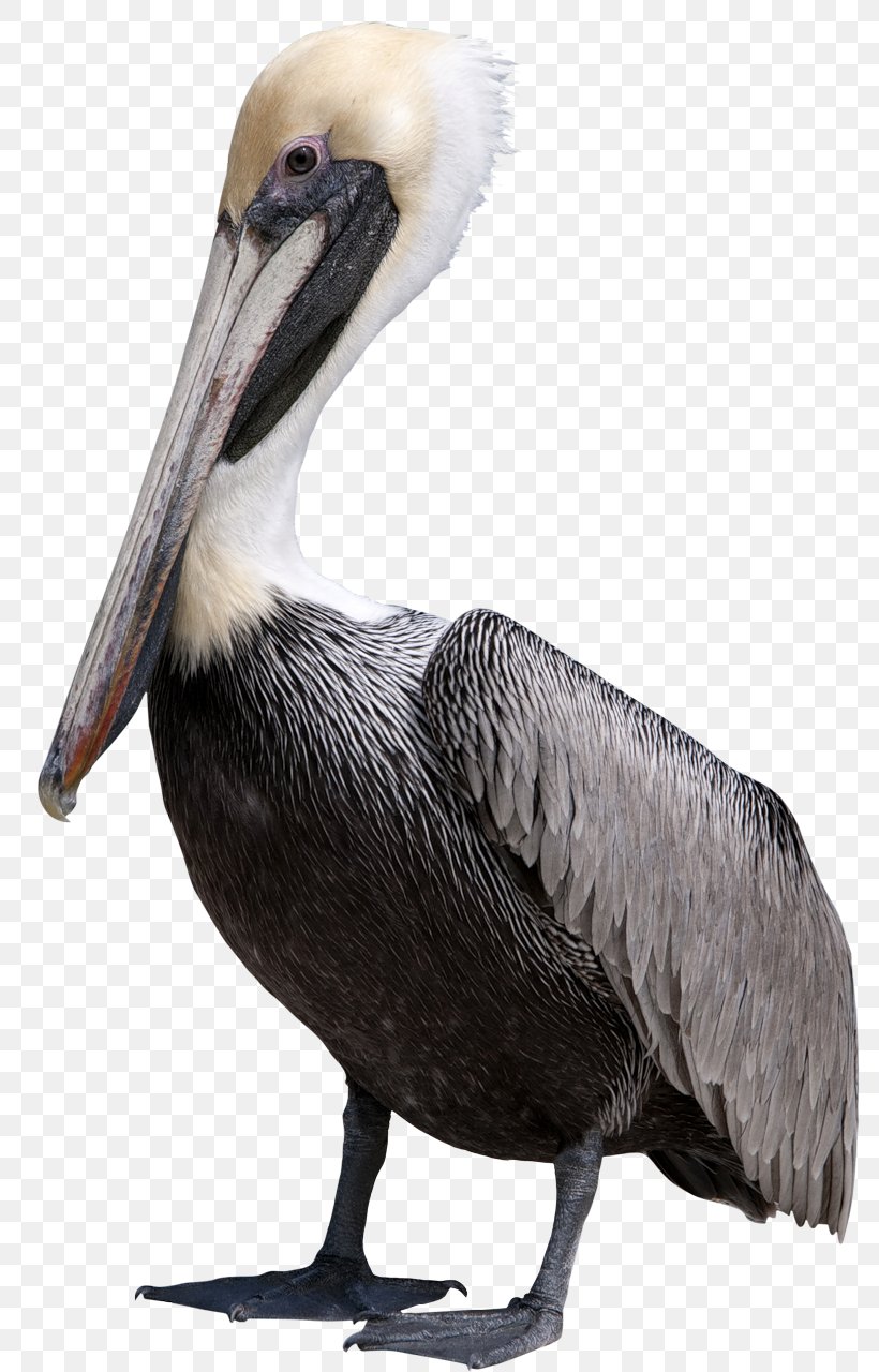 Bird Pelican Clip Art, PNG, 817x1280px, Bird, Beak, Fauna, Feather, Flamingo Download Free