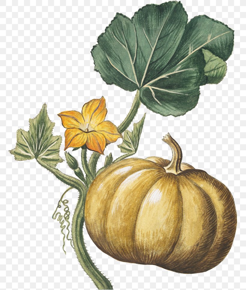 Botanical Illustration Botany Stock Illustration Pumpkin, PNG, 768x965px, Botanical Illustration, Art, Botanical Illustrator, Botany, Calabaza Download Free