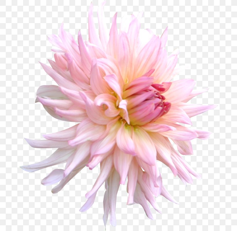 Chrysanthemum Pink Flower, PNG, 690x800px, Chrysanthemum, Aster, Chrysanths, Cut Flowers, Dahlia Download Free