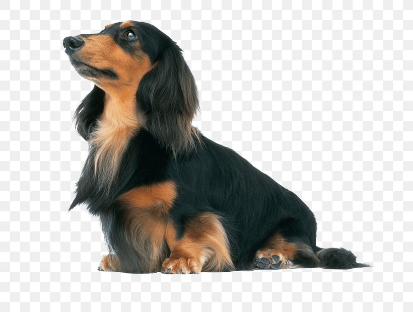 Dachshund Beagle Kai Ken Poodle Miniature Size, PNG, 714x620px, Dachshund, Badger, Beagle, Burrow, Carnivoran Download Free