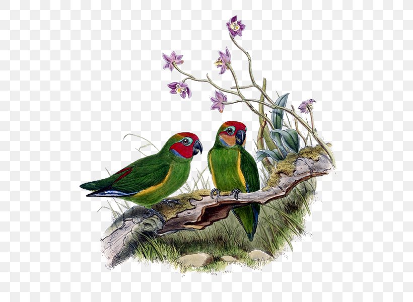 Lovebird Macaw Parakeet Perroquet Feather, PNG, 562x600px, Lovebird, Art, Beak, Bird, Common Pet Parakeet Download Free
