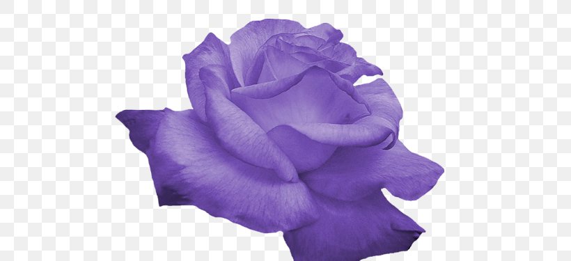 Rose Flower Purple Clip Art, PNG, 500x375px, Rose, Blue, Blue Rose, Color, Cut Flowers Download Free