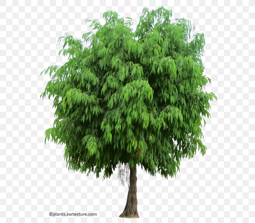 Shrub Tree Branch Fiddle-leaf Fig, PNG, 600x718px, Shrub, Animated Film, Branch, Cartoon, Common Fig Download Free