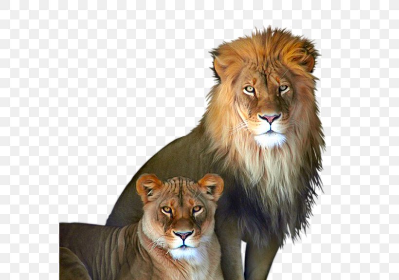 White Lion Rosamond Gifford Zoo Tiger, PNG, 575x575px, Lion, Animal, Big Cats, Carnivoran, Cat Download Free