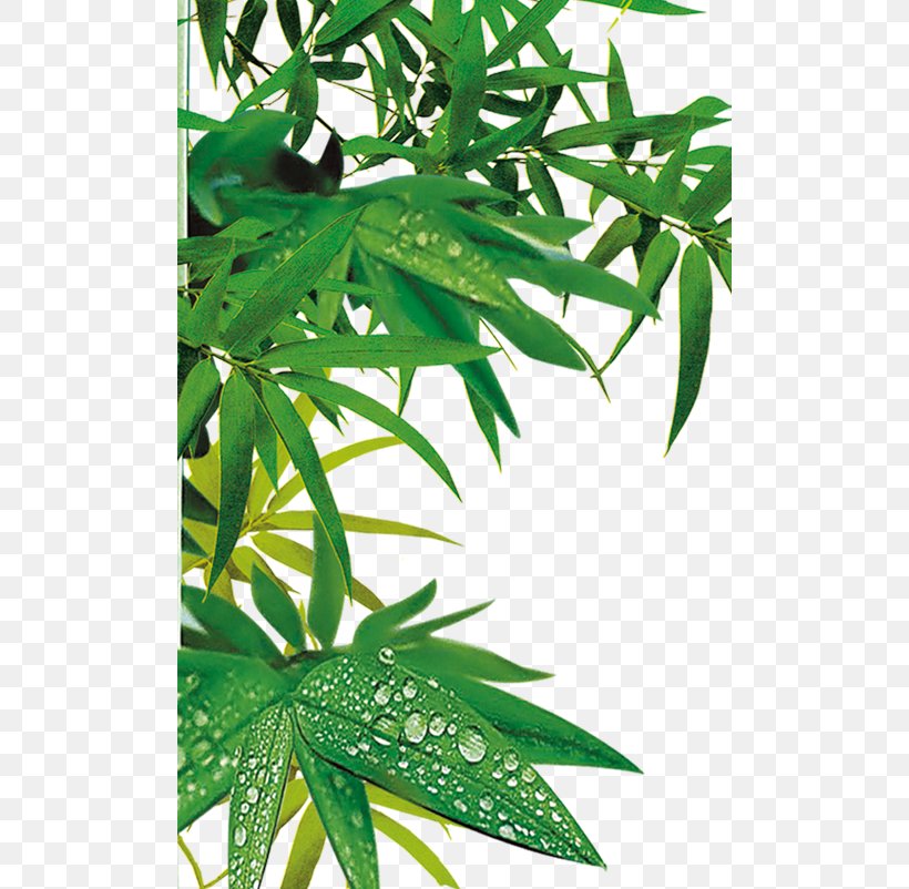 Zongzi Bamboe Download, PNG, 500x802px, Zongzi, Bamboe, Bamboo, Cannabis, Data Download Free