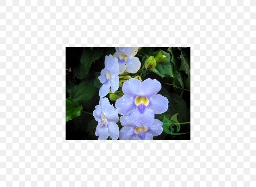 Aubrieta Petal Hedge Flower Annual Plant, PNG, 600x600px, Aubrieta, Annual Plant, Aubretia, Bellflower Family, Fence Download Free
