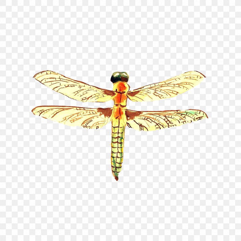 Dragonfly Insect Wing, PNG, 1024x1024px, Dragonfly, Art, Arthropod, Designer, Dragonflies And Damseflies Download Free