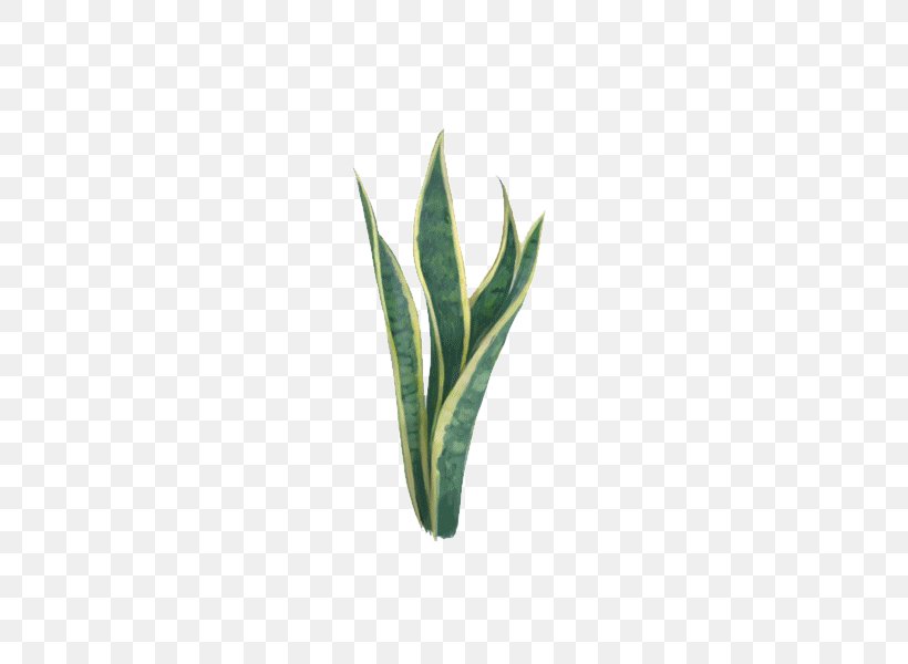 Aloe Vera Euclidean Vector Plant, PNG, 600x600px, Aloe Vera, Aloe, Grass, Gratis, Green Download Free