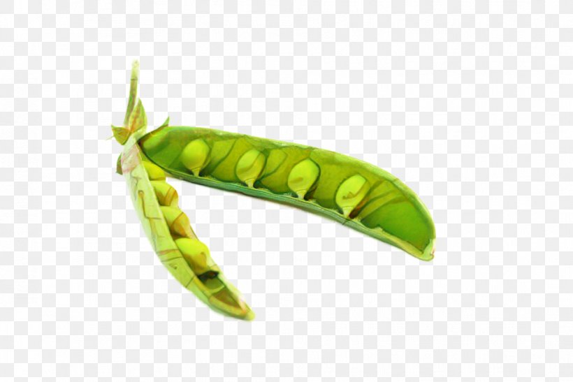 Caterpillar Insect - Caterpillar Cartoon PNG