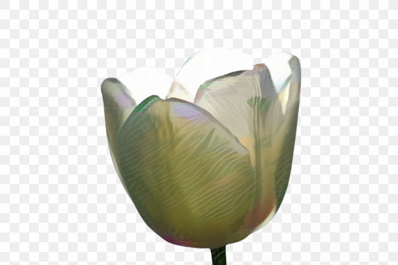 Lily Flower Cartoon, PNG, 2444x1632px, Tulip, Anthurium, Arum Family, Blossom, Botany Download Free