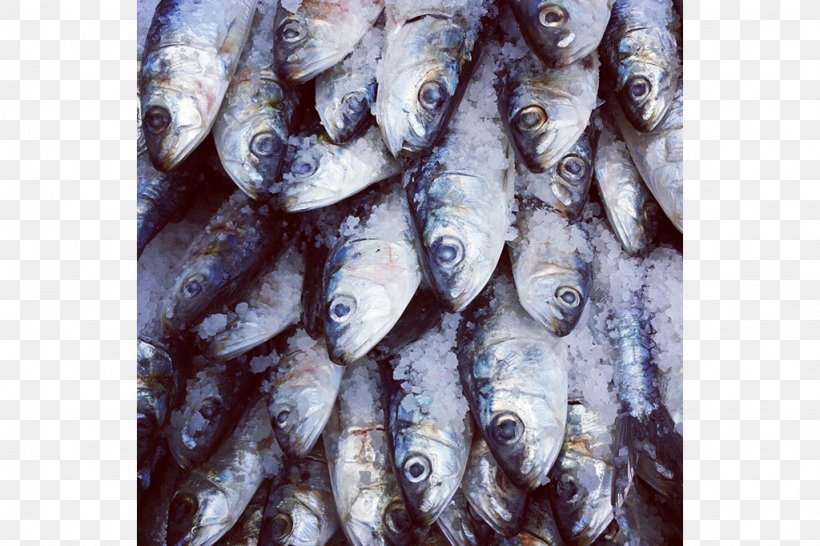 Sardine Kipper Tinapa Fish Products Oily Fish, PNG, 1024x682px, Sardine, Animal Source Foods, Capelin, Fish, Fish Products Download Free