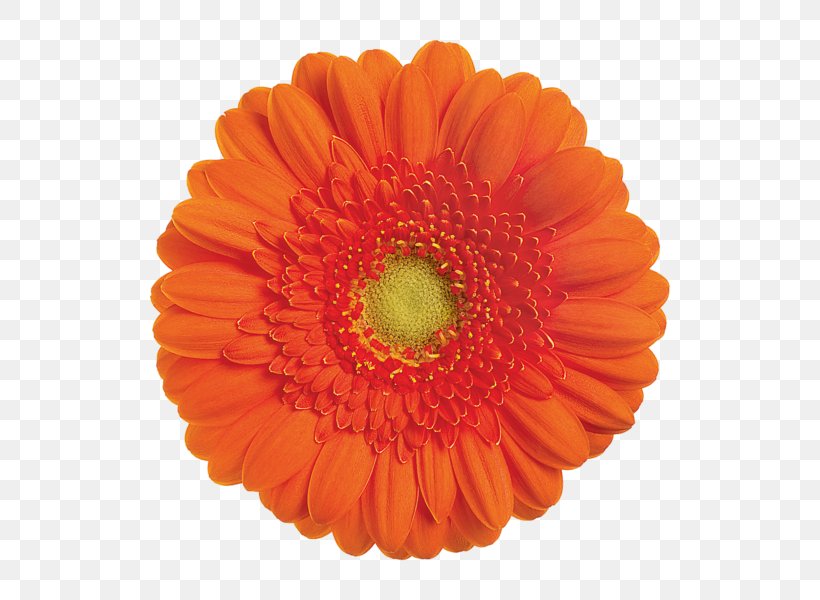 Transvaal Daisy Cut Flowers Sticker Common Daisy, PNG, 600x600px, Transvaal Daisy, Color, Common Daisy, Copyright 2016, Cut Flowers Download Free