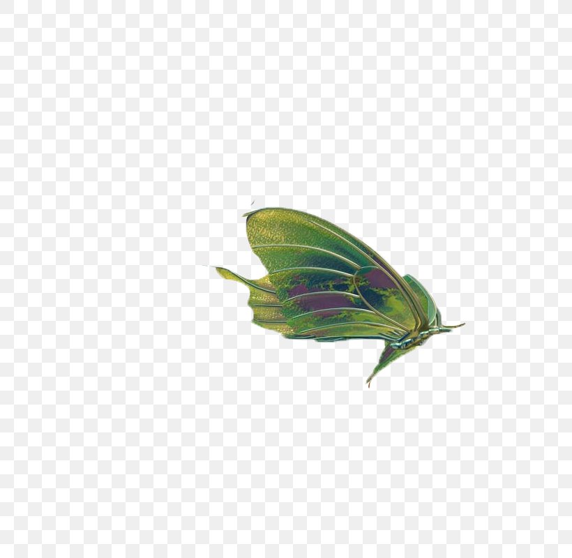 Butterfly Insect Wing Clip Art, PNG, 800x800px, Butterfly, Beak, Bird, Blog, Butterflies And Moths Download Free