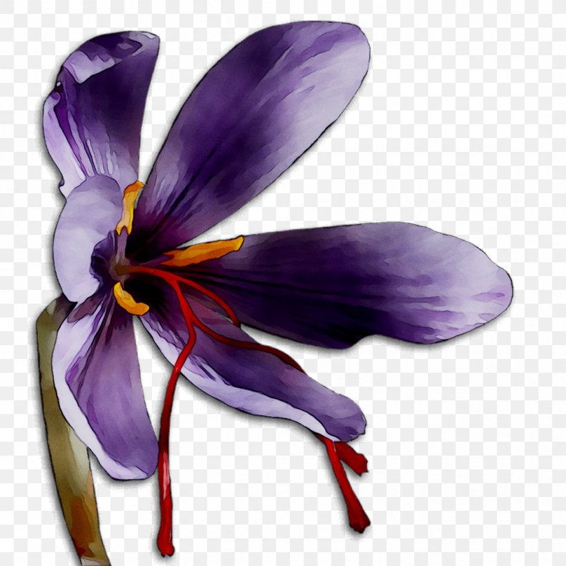 Crocus M / 0d Saffron Insect Membrane, PNG, 1062x1062px, Crocus, Botany, Flower, Flowering Plant, Insect Download Free