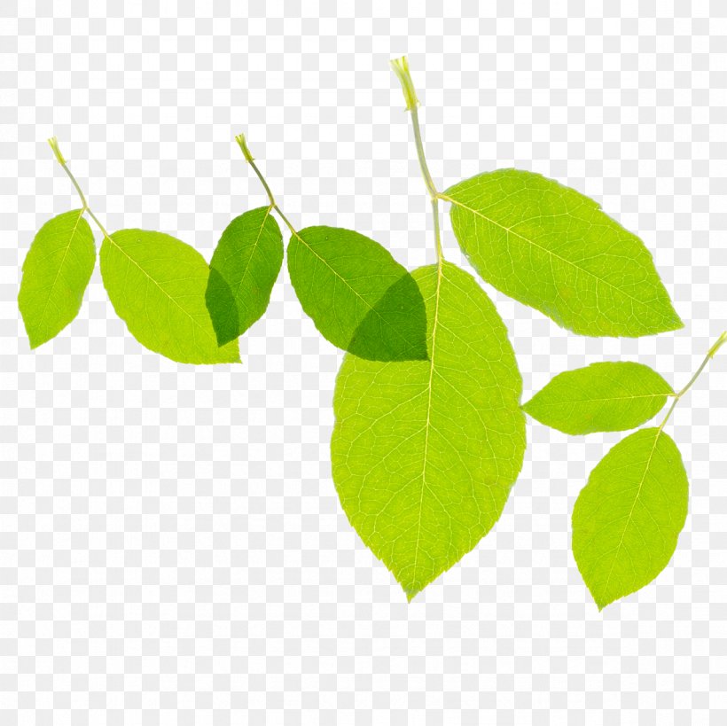 Leaf Green Euclidean Vector, PNG, 1181x1181px, Leaf, Branch, Designer, Gratis, Green Download Free
