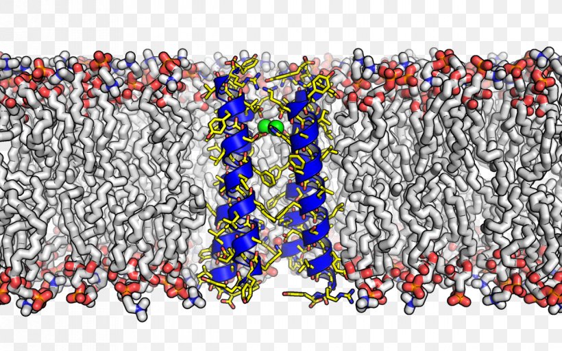 Molecule Membrane Transport Protein Cell Membrane Fluid Mosaic Model, PNG, 1220x763px, Molecule, Biological Membrane, Biology, Biomolecule, Cell Download Free
