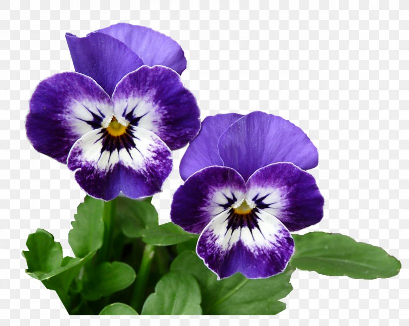 Pansy Photography, PNG, 1280x1021px, Pansy, Botanical Illustration, Botany, Flower, Flowering Plant Download Free