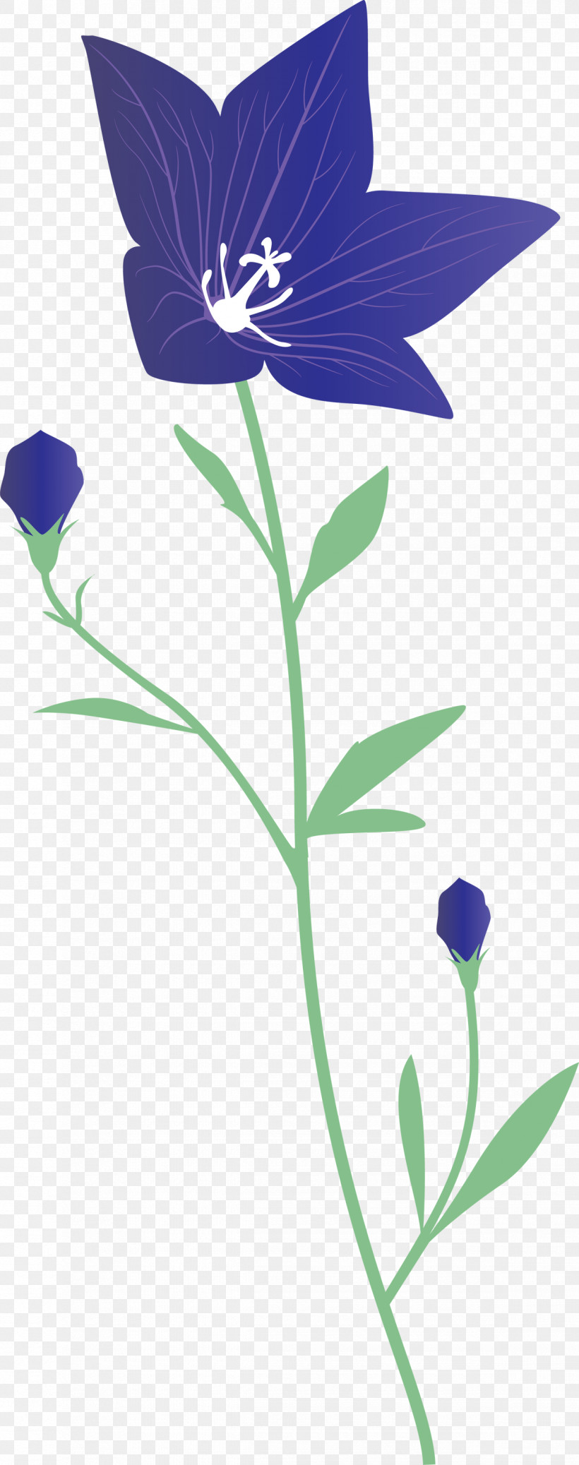 Balloon Flower, PNG, 1185x3000px, Balloon Flower, Bellflower Family, Flora, Flower, Lavender Download Free