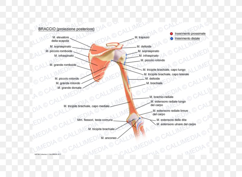 Joint Muscular System Augšdelms Muscle Anatomy, PNG, 600x600px, Watercolor, Cartoon, Flower, Frame, Heart Download Free