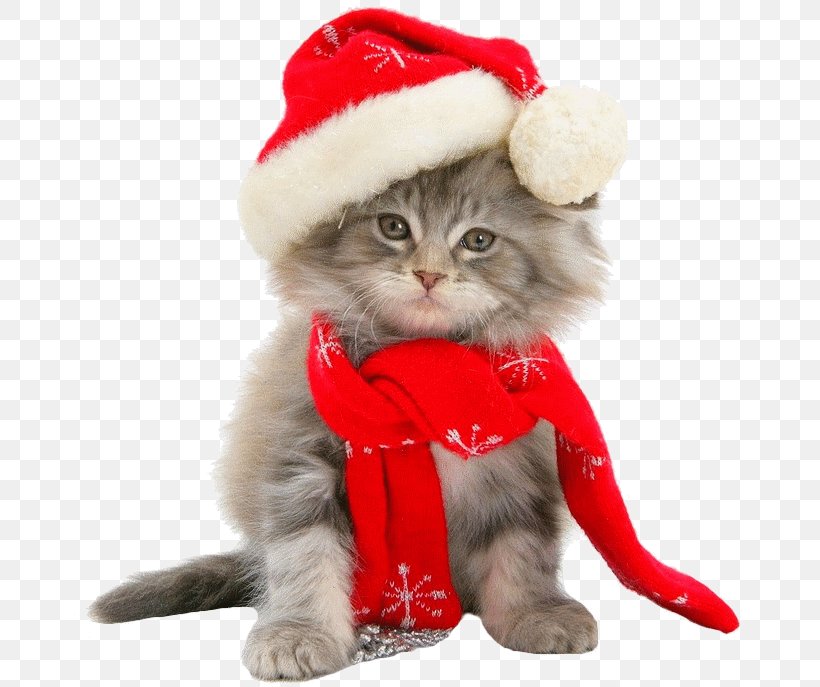 Kitten Maine Coon Christmas Throw Pillows, PNG, 672x687px, Kitten, Carnivoran, Cat, Cat Like Mammal, Christmas Download Free