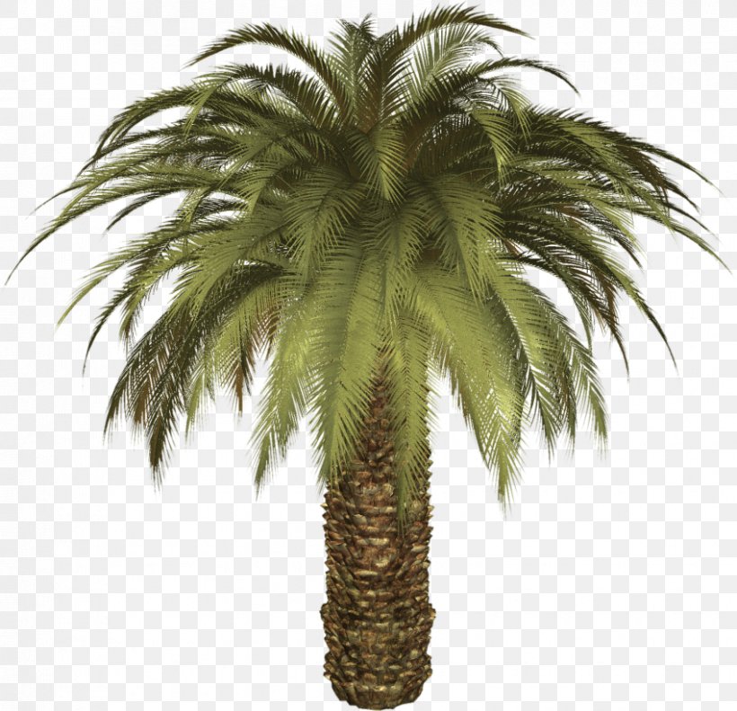 Palm Trees Date Palm Clip Art, PNG, 850x820px, Palm Trees, Arecales, Attalea Speciosa, Borassus Flabellifer, Branch Download Free