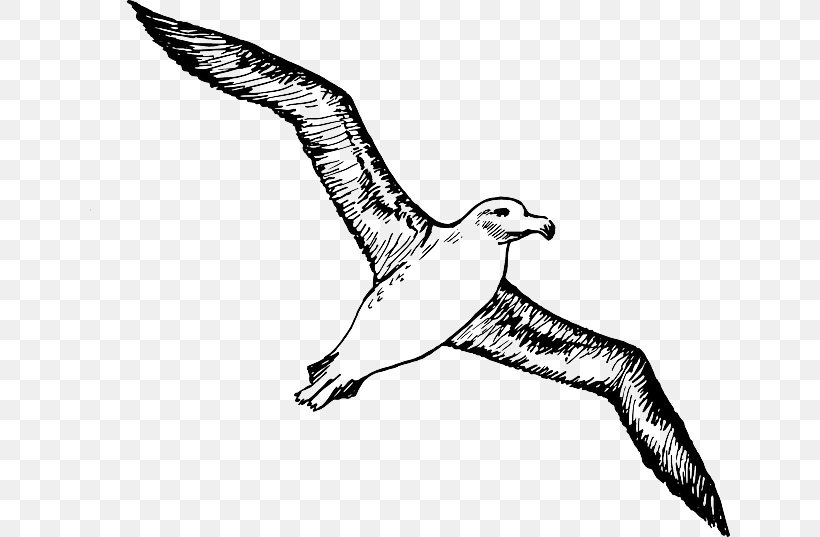 Albatross Bird Clip Art, PNG, 640x537px, Albatross, Arm, Art, Beak, Bird Download Free