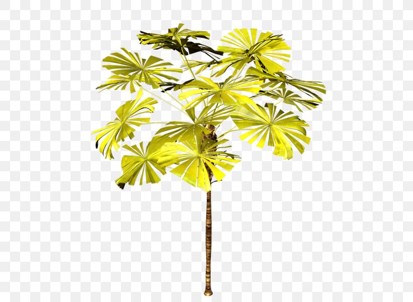 Asian Palmyra Palm Palm Trees Plants Branch, PNG, 486x600px, Asian Palmyra Palm, Arecales, Borassus, Borassus Flabellifer, Branch Download Free