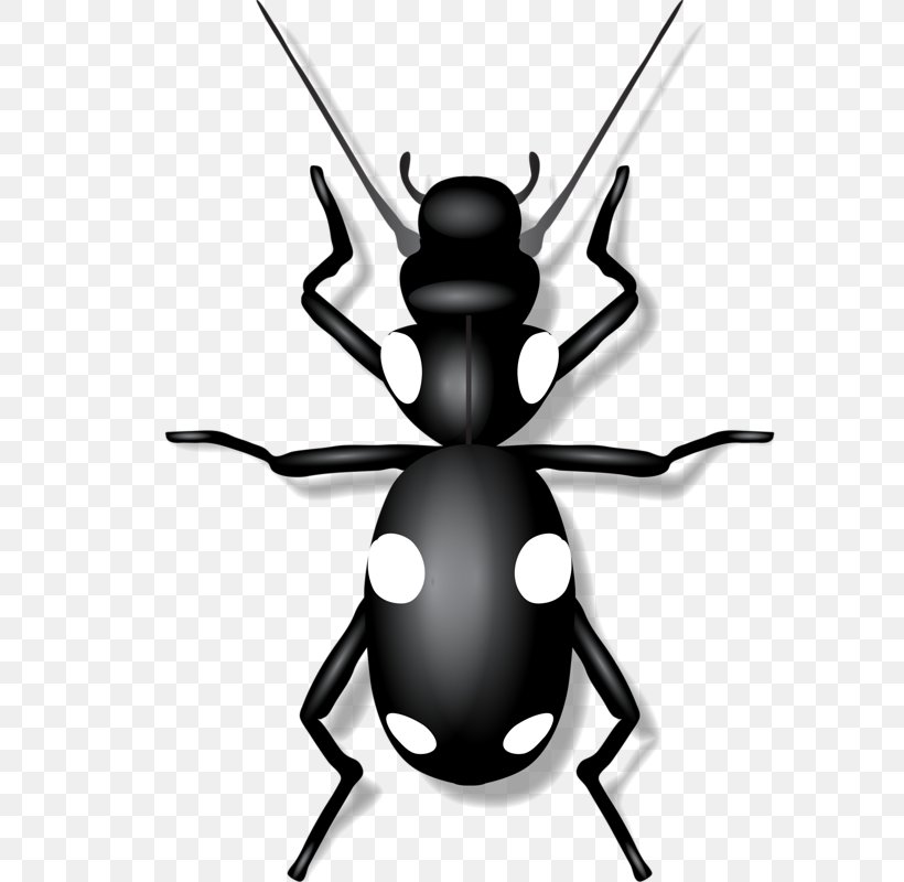 Insect Clip Art, PNG, 587x800px, Insect, Black And White, Fly, Invertebrate, Membrane Winged Insect Download Free