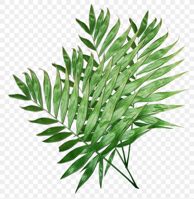 Plant Leaf Flower Grass Tree, PNG, 2429x2500px, Watercolor, Flower, Grass, Herb, Leaf Download Free