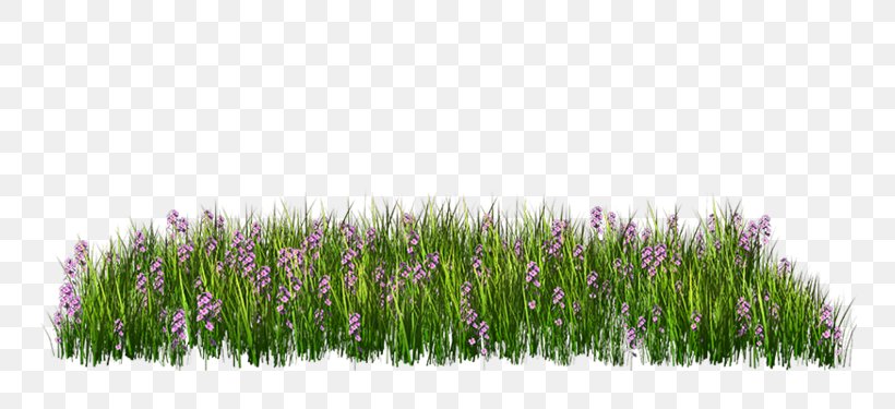 Clip Art Image Illustration Painting, PNG, 750x375px, Painting, Commodity, Copyright, Grass, Grass Family Download Free
