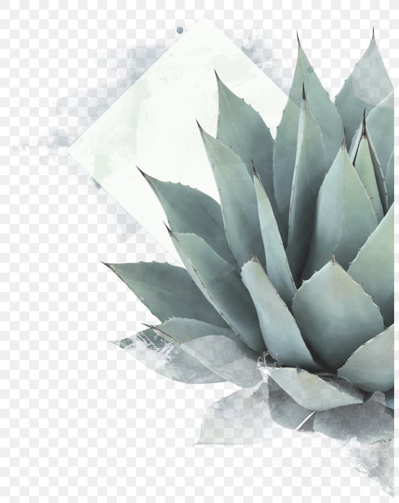 Agave Azul Mezcal Tequila Succulent Plant Mexican Cuisine, PNG, 800x1034px, Agave Azul, Agave, Agave Nectar, Cactus, Century Plant Download Free