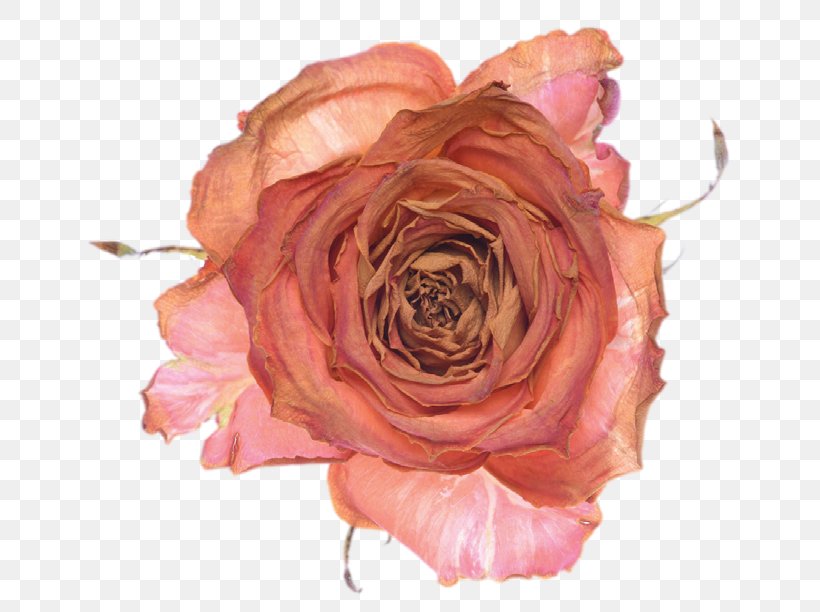 Garden Roses Sirr-i Sevda Cabbage Rose Floribunda Book, PNG, 677x612px, Garden Roses, Bigstock, Book, Book Cover, Cabbage Rose Download Free