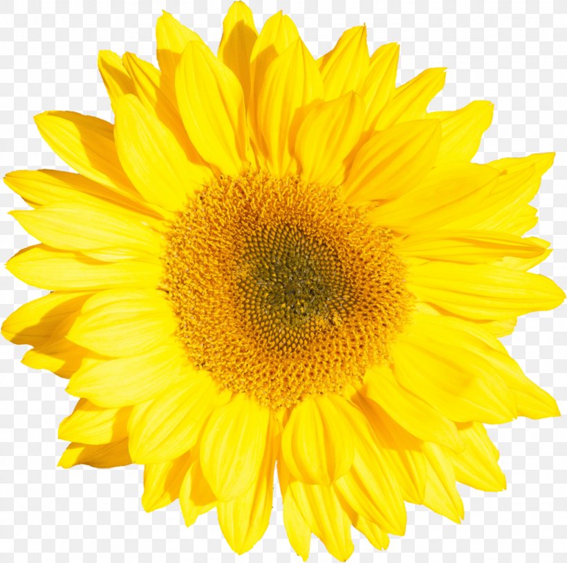 Golden Ratio Golden Spiral Royalty-free Common Sunflower Stock Photography, PNG, 1024x1019px, Golden Ratio, Annual Plant, Asterales, Calendula, Chrysanthemum Coronarium Download Free
