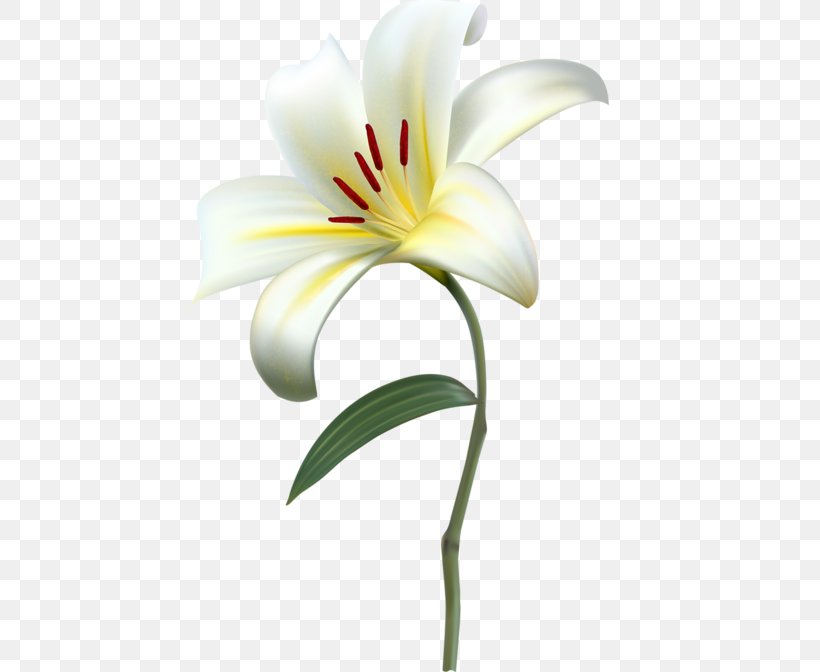 Lily Flower Clip Art Image, PNG, 450x672px, Lily, Cut Flowers, Flower, Flowering Plant, Lily Family Download Free