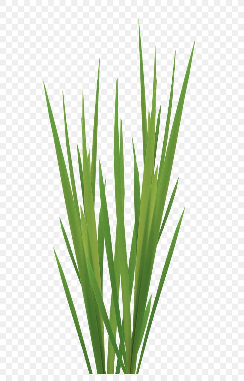 Sweet Grass Vetiver Lemongrass Commodity Plant Stem, PNG, 579x1280px, Sweet Grass, Chives, Chrysopogon, Commodity, Flower Download Free