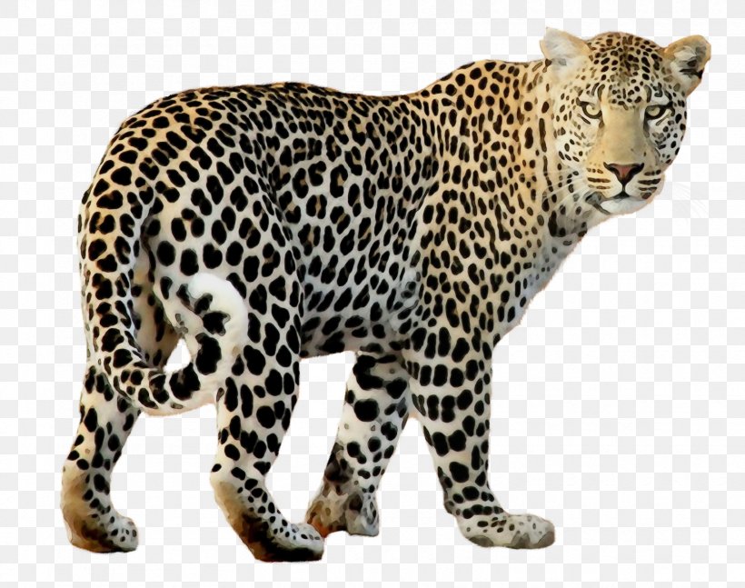 Terrestrial Animal Leopard Wildlife Animal Figure Jaguar, PNG, 1670x1319px, Watercolor, Animal Figure, Big Cats, Jaguar, Leopard Download Free