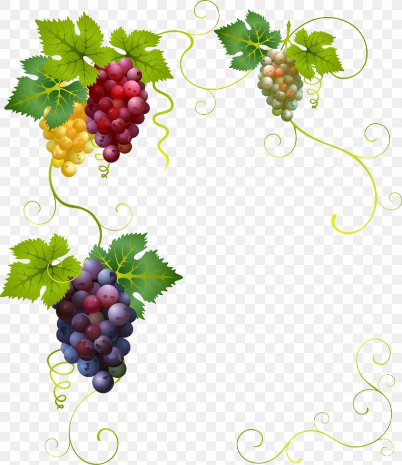 Wine Grape Divertimento Clip Art, PNG, 967x1118px, Grape, Berry, D Major, Divertimento, Flowering Plant Download Free