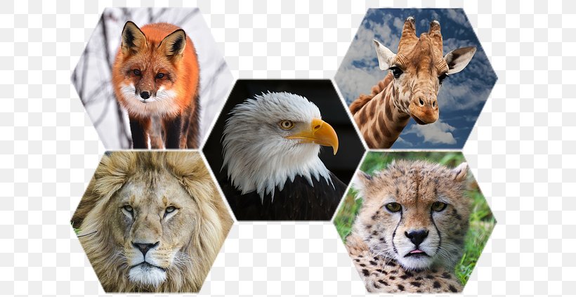 Animal Cheetah Wildlife Cat Lion, PNG, 640x423px, Animal, Animal Rights, Animal Testing, Big Cats, Carnivoran Download Free